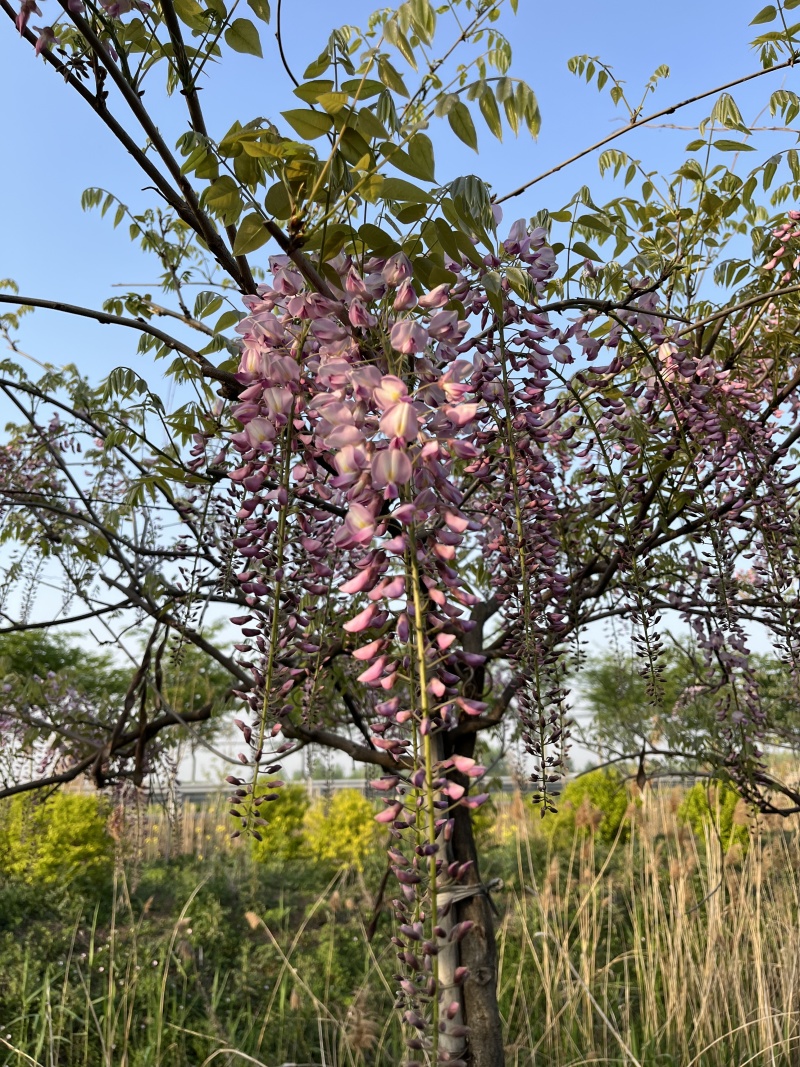 紫藤花的功效与作用紫藤花的功效