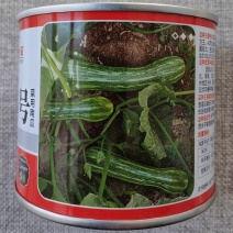 郑靓5号菜用南瓜种子早熟高产春秋菜南瓜种籽花皮长圆条形