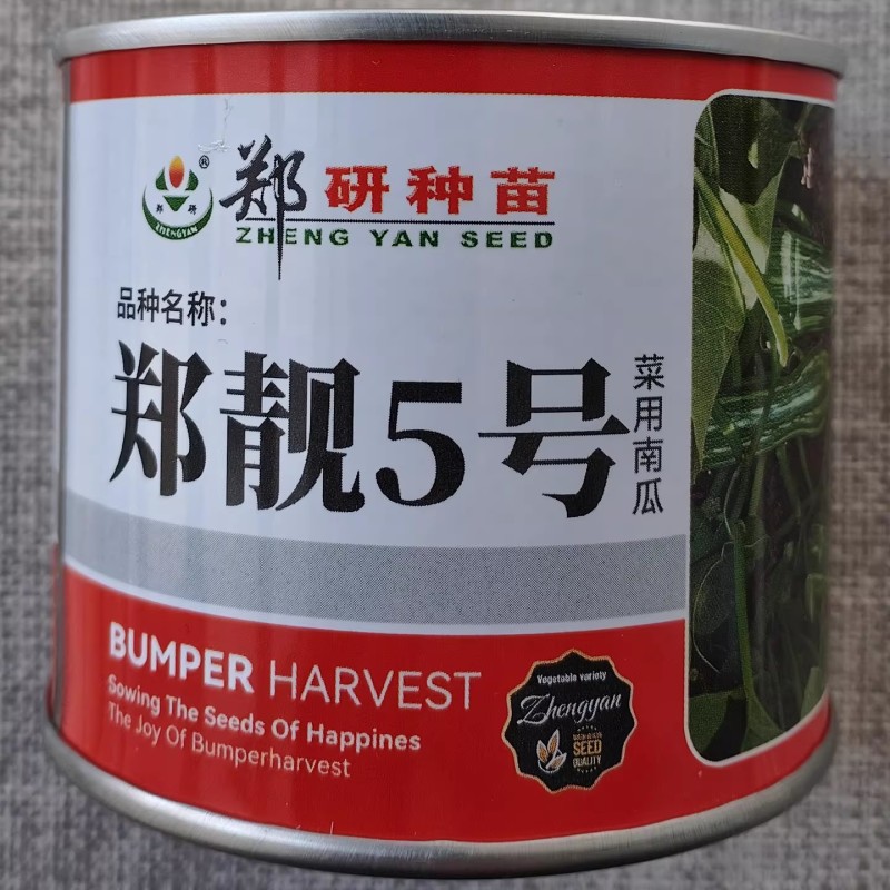 郑靓5号菜用南瓜种子早熟高产春秋菜南瓜种籽花皮长圆条形