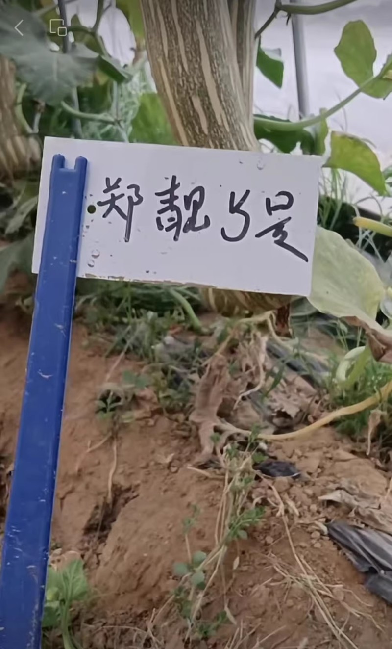 郑靓5号菜用南瓜种子早熟高产春秋菜南瓜种籽花皮长圆条形