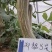 郑靓5号菜用南瓜种子早熟高产春秋菜南瓜种籽花皮长圆条形