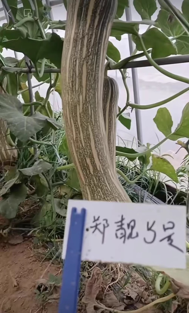 郑靓5号菜用南瓜种子早熟高产春秋菜南瓜种籽花皮长圆条形