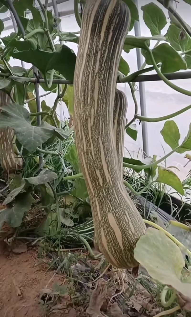 郑靓5号菜用南瓜种子早熟高产春秋菜南瓜种籽花皮长圆条形