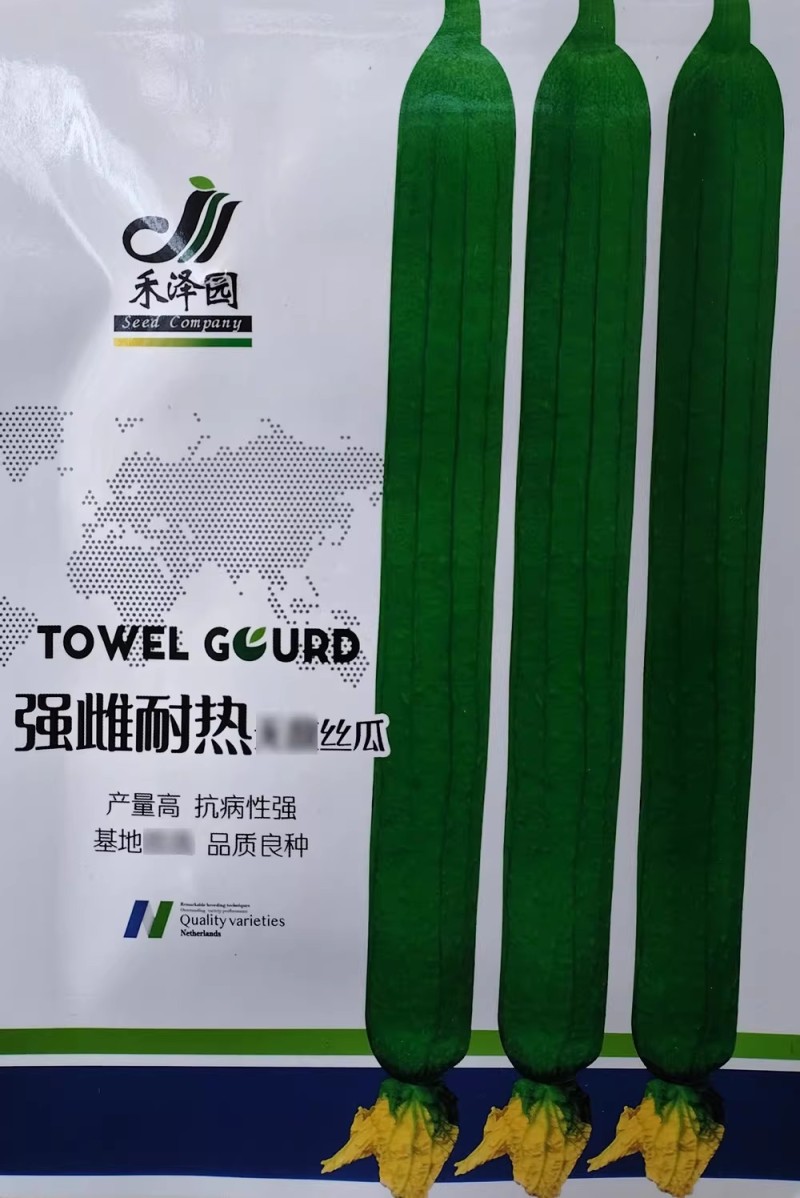 强雌耐热丝瓜种子荷兰引进高产抗病早熟特长丝瓜种籽春秋大棚