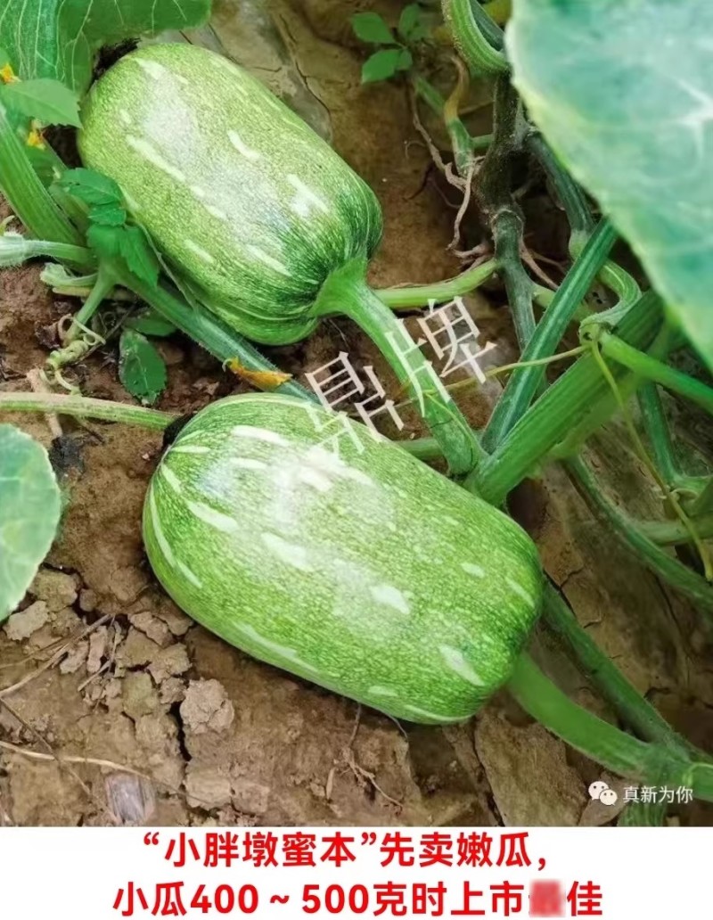 小胖墩蜜本南瓜种子早熟两用型南瓜种籽口感甜糯果肉桔红高产
