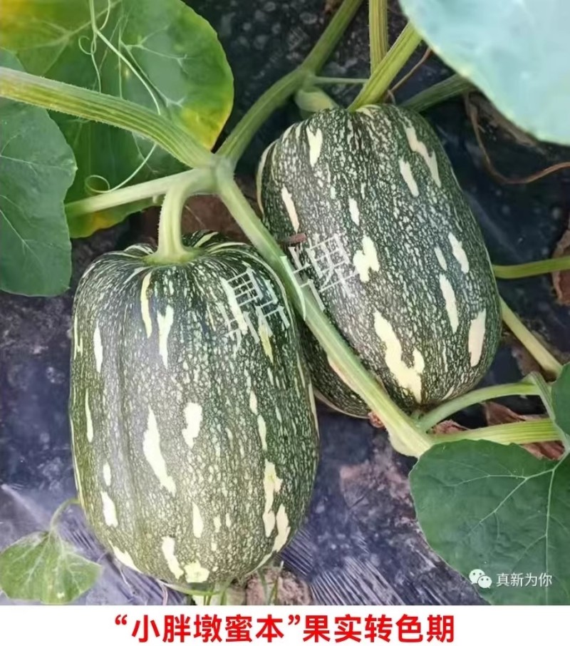 小胖墩蜜本南瓜种子早熟两用型南瓜种籽口感甜糯果肉桔红高产