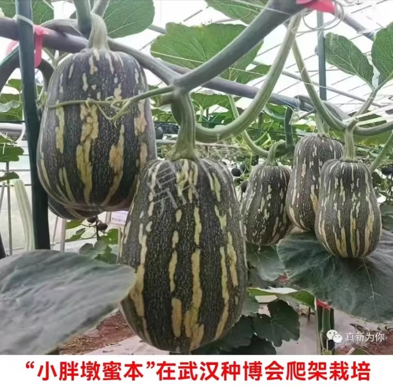 小胖墩蜜本南瓜种子早熟两用型南瓜种籽口感甜糯果肉桔红高产