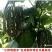 小胖墩蜜本南瓜种子早熟两用型南瓜种籽口感甜糯果肉桔红高产