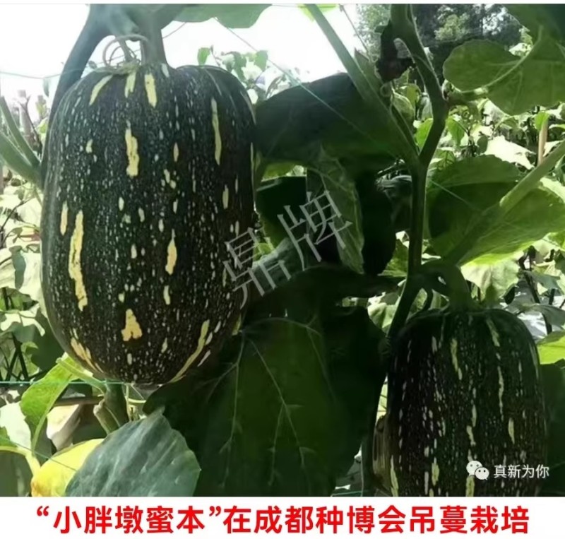 小胖墩蜜本南瓜种子早熟两用型南瓜种籽口感甜糯果肉桔红高产