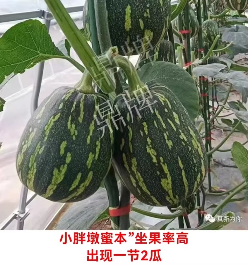 小胖墩蜜本南瓜种子早熟两用型南瓜种籽口感甜糯果肉桔红高产