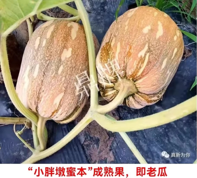 小胖墩蜜本南瓜种子早熟两用型南瓜种籽口感甜糯果肉桔红高产