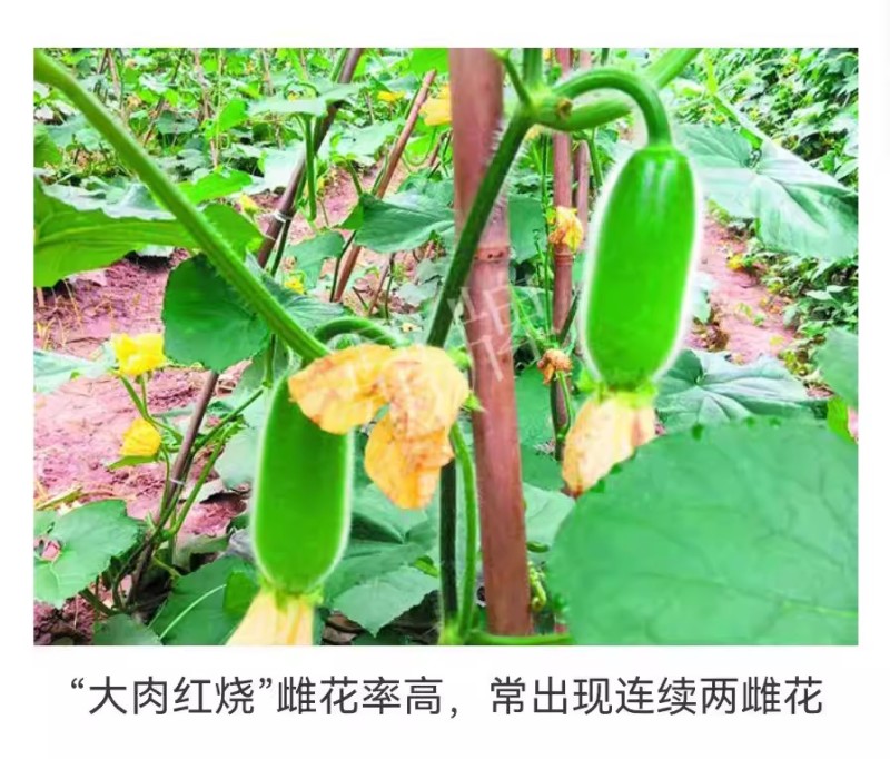 大肉红烧冬瓜种子粉皮烧烤冬瓜种籽果肉厚瓜腔小耐运耐贮高产