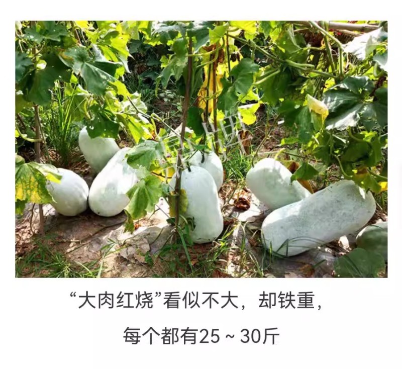 大肉红烧冬瓜种子粉皮烧烤冬瓜种籽果肉厚瓜腔小耐运耐贮高产