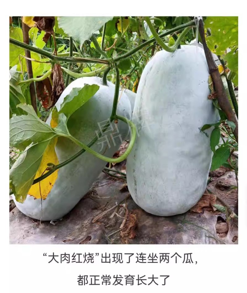 大肉红烧冬瓜种子粉皮烧烤冬瓜种籽果肉厚瓜腔小耐运耐贮高产
