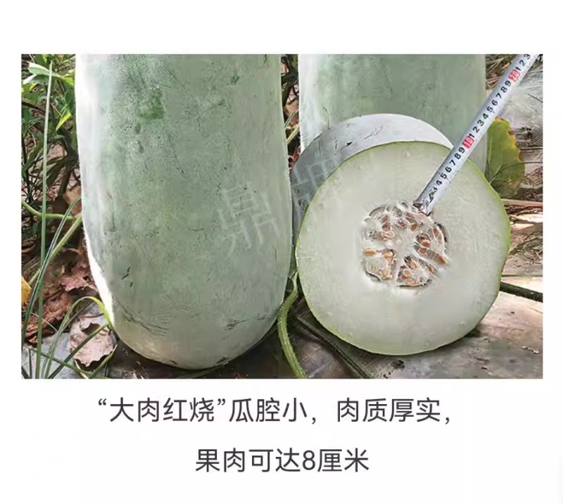 大肉红烧冬瓜种子粉皮烧烤冬瓜种籽果肉厚瓜腔小耐运耐贮高产
