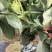 甜杆西兰苔种子力禾吉祥西蓝苔种子高产秋冬耐寒甜脆早熟
