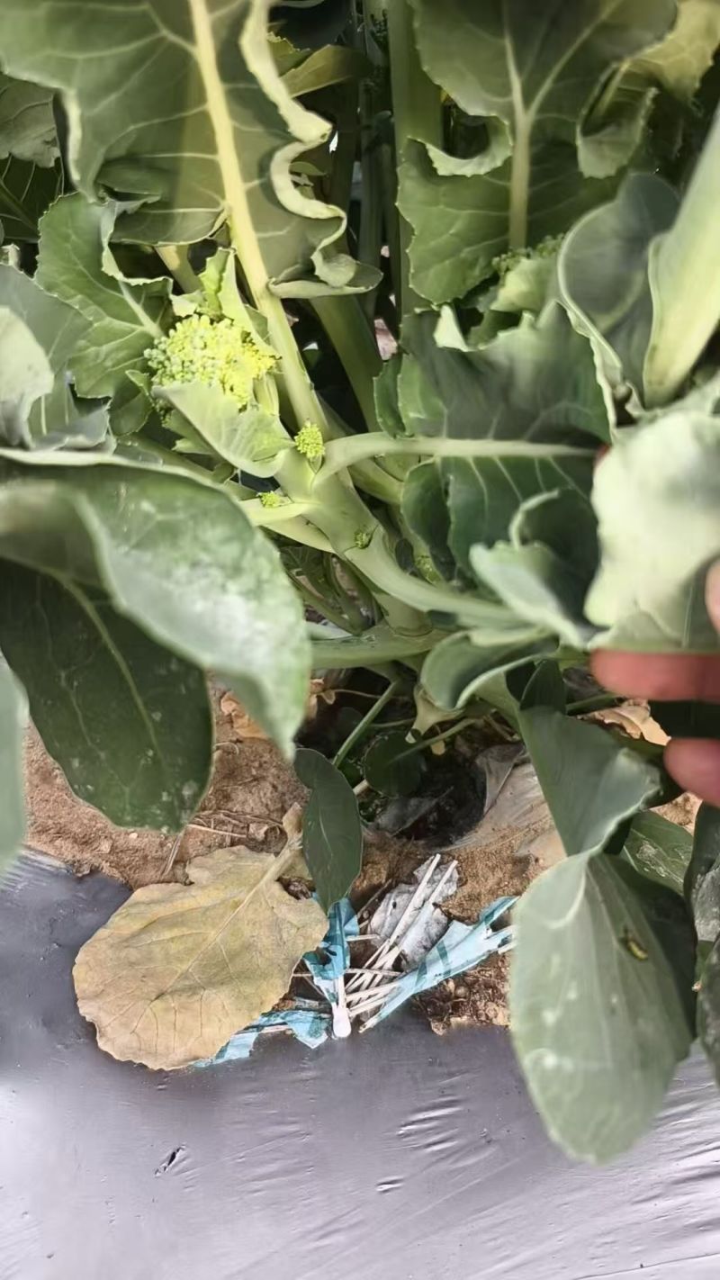 甜杆西兰苔种子力禾吉祥西蓝苔种子高产秋冬耐寒甜脆早熟