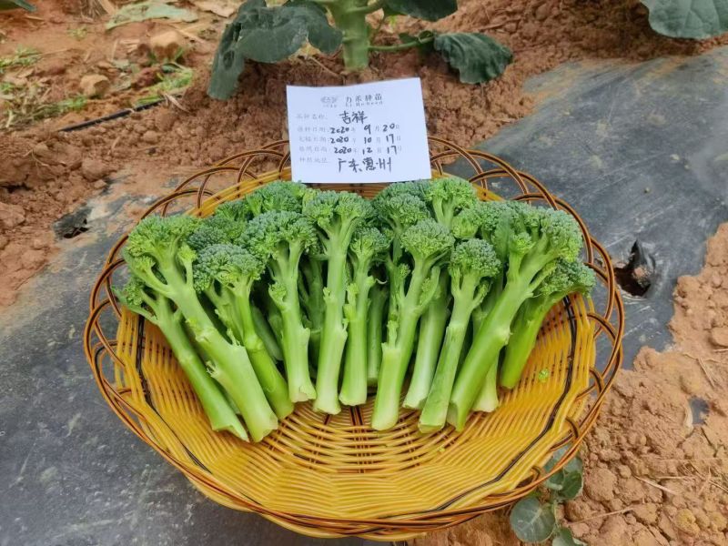 西兰苔种子神良耐高温甜杆采收多次杂交西兰花种子