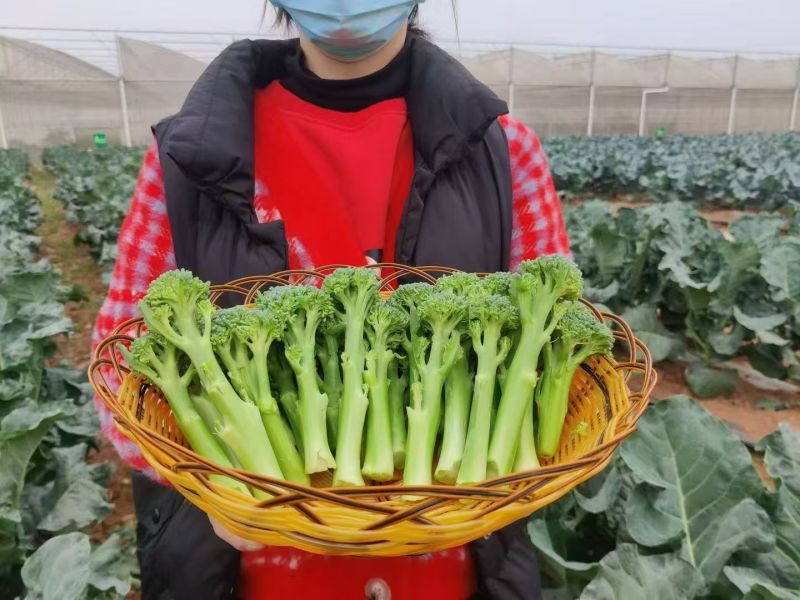 西兰苔种子神良耐高温甜杆采收多次杂交西兰花种子