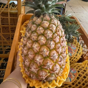 凤梨【精品凤梨】金钻凤梨产地直供大量供应详情可谈