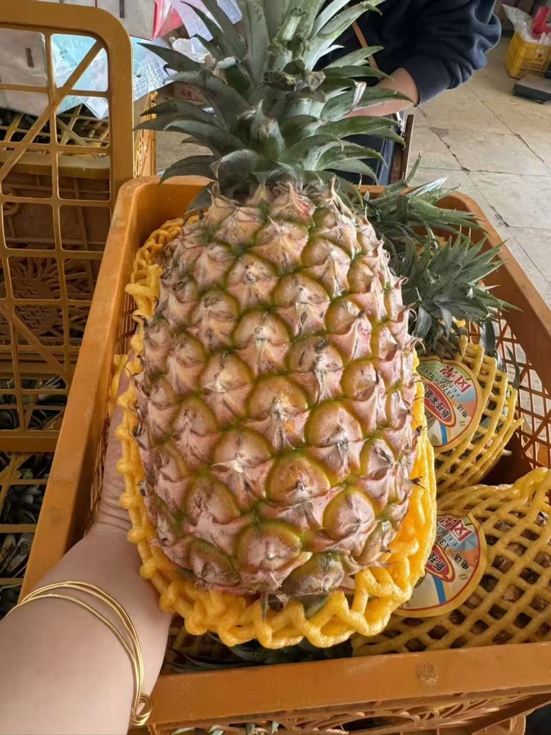 凤梨【精品凤梨】金钻凤梨产地直供大量供应详情可谈