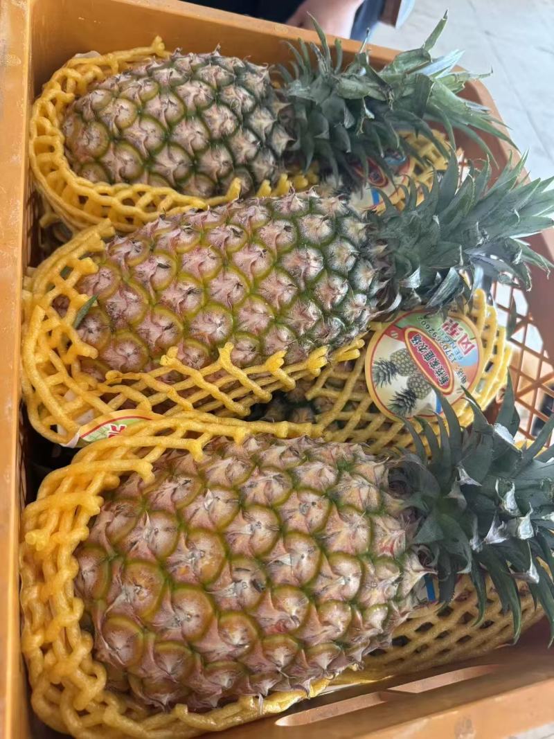 凤梨【精品凤梨】金钻凤梨产地直供大量供应详情可谈