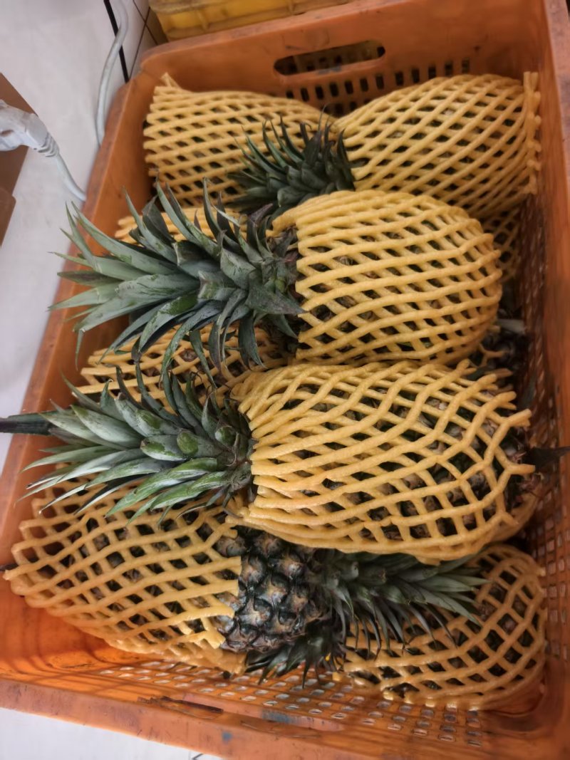 凤梨【精品凤梨】金钻凤梨产地直供大量供应详情可谈