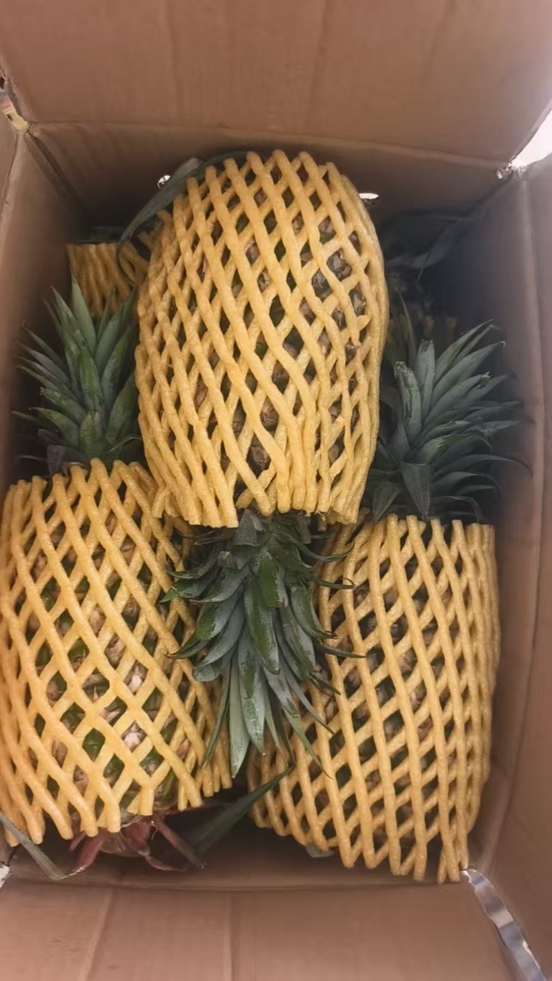 凤梨【精品凤梨】金钻凤梨产地直供大量供应详情可谈