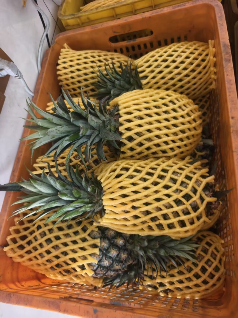 凤梨【精品凤梨】金钻凤梨产地直供大量供应详情可谈
