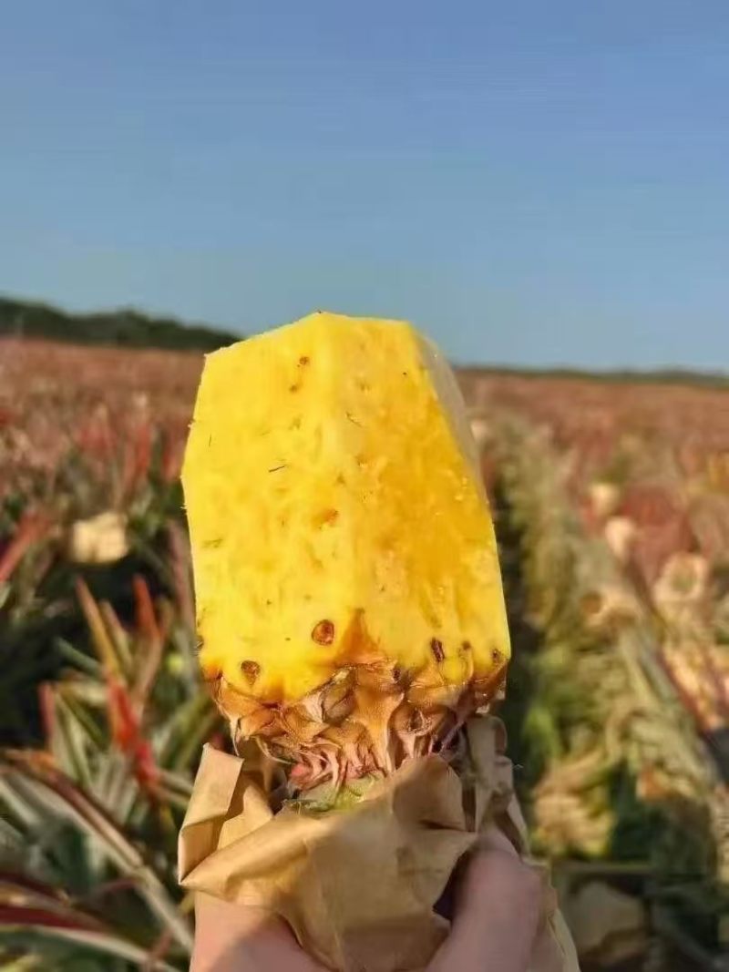 凤梨【精品凤梨】金钻凤梨产地直供大量供应详情可谈