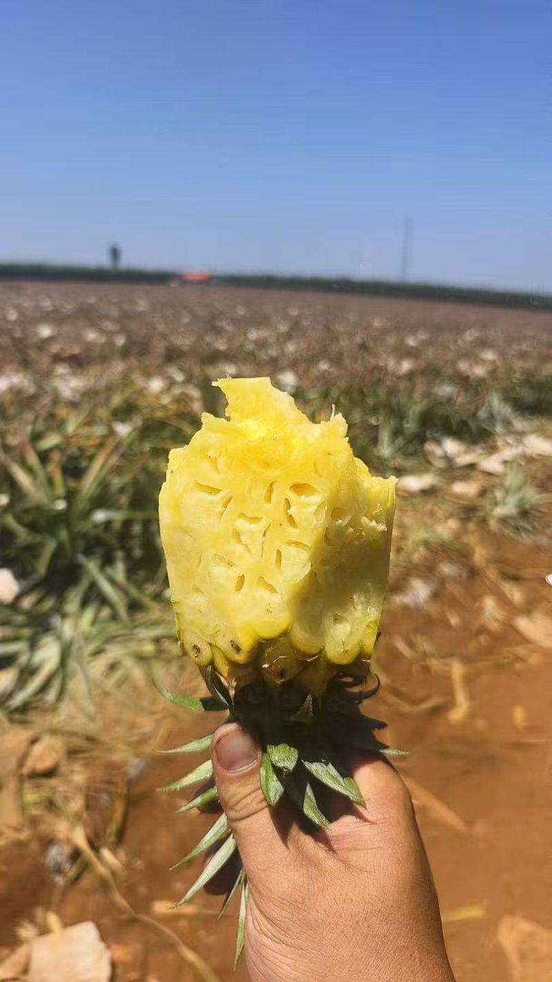 凤梨【精品凤梨】金钻凤梨产地直供大量供应详情可谈