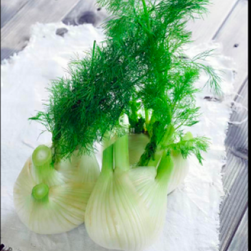 茴香头