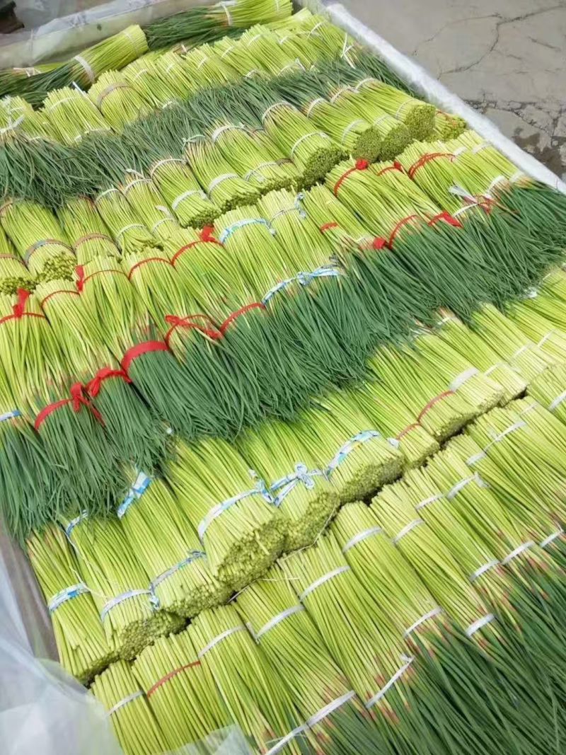 精品红帽蒜苔大量上市基地直发承接食堂酒店市场商超