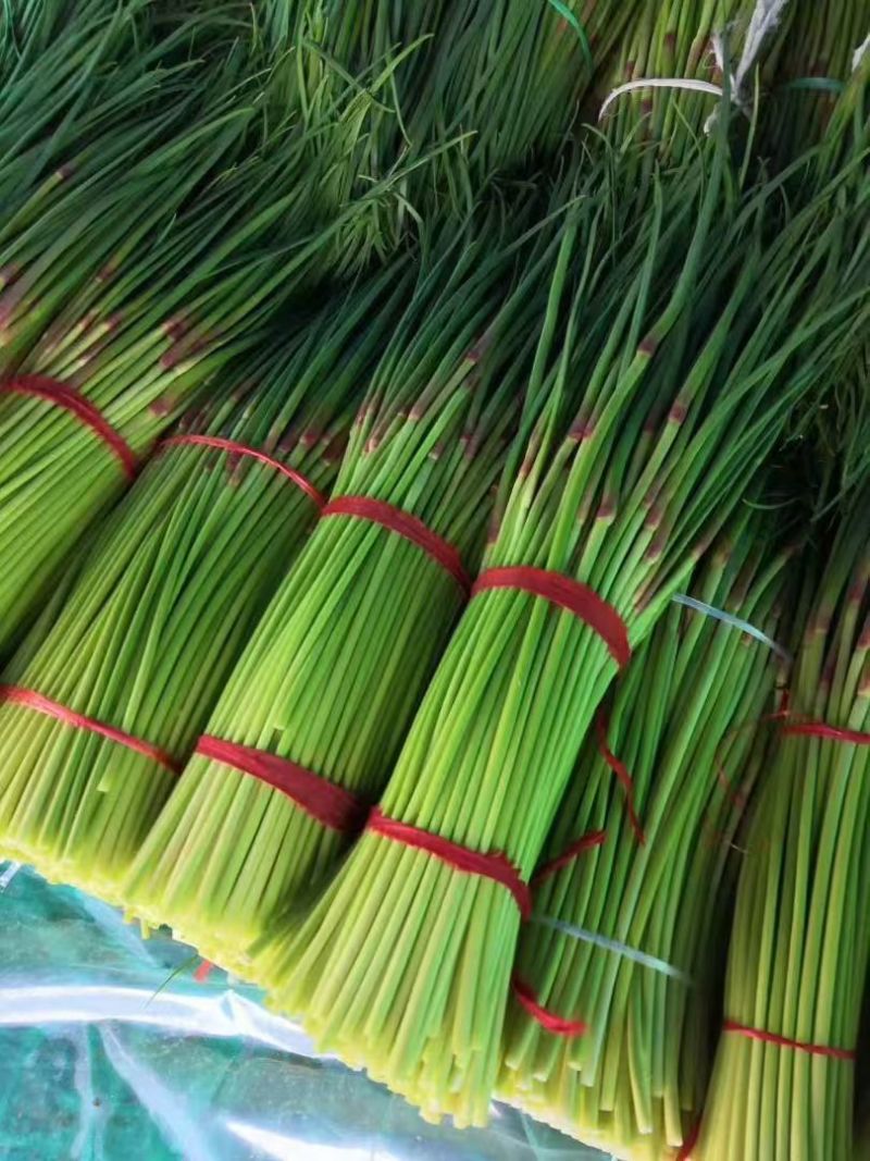 精品红帽蒜苔大量上市基地直发承接食堂酒店市场商超