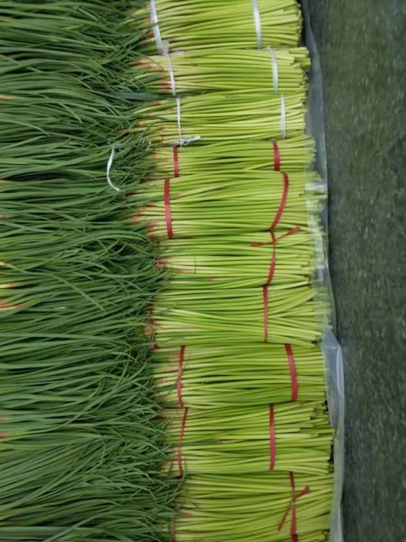 精品红帽蒜苔大量上市基地直发承接食堂酒店市场商超