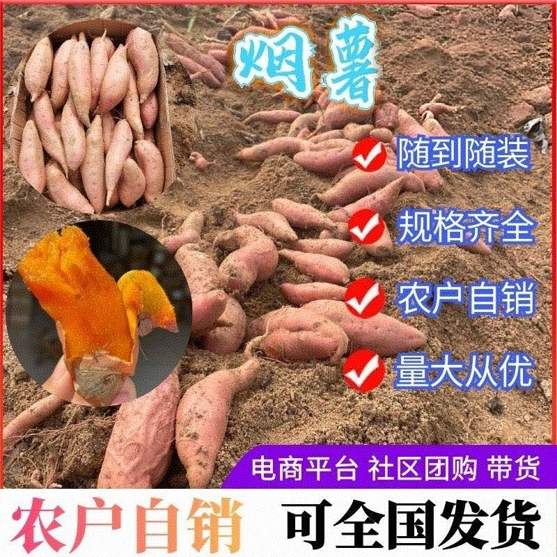 【烟薯红薯】唐山烟薯/常年供应/商品薯、烤红薯、加工薯