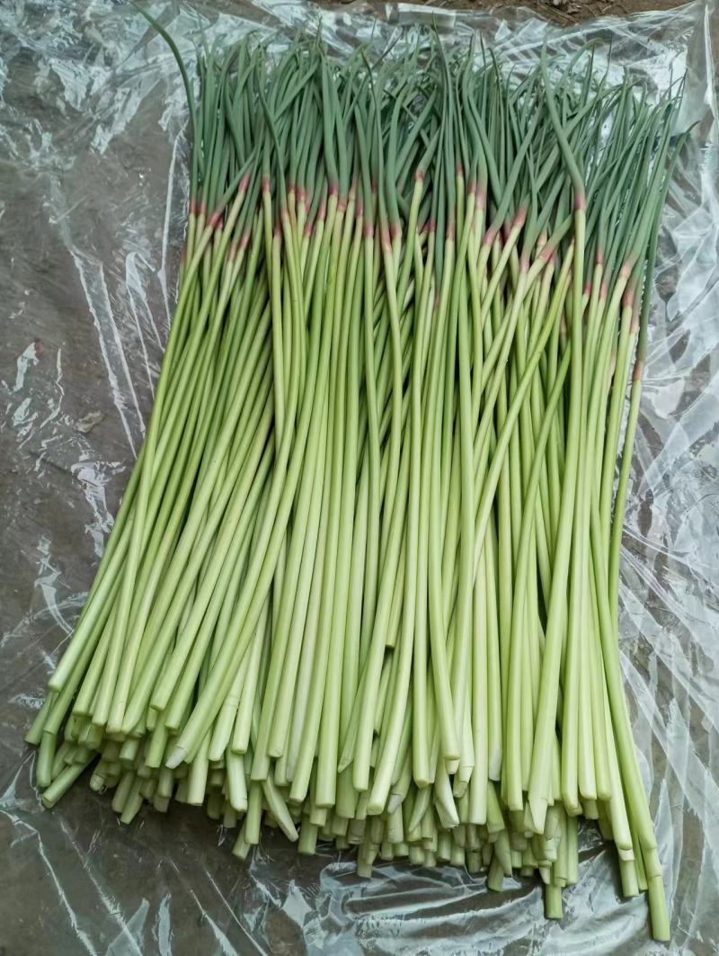 精品红帽蒜苔大量上市基地直发承接食堂酒店市场商超