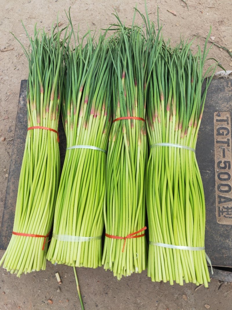 精品红帽蒜苔大量上市基地直发承接食堂酒店市场商超