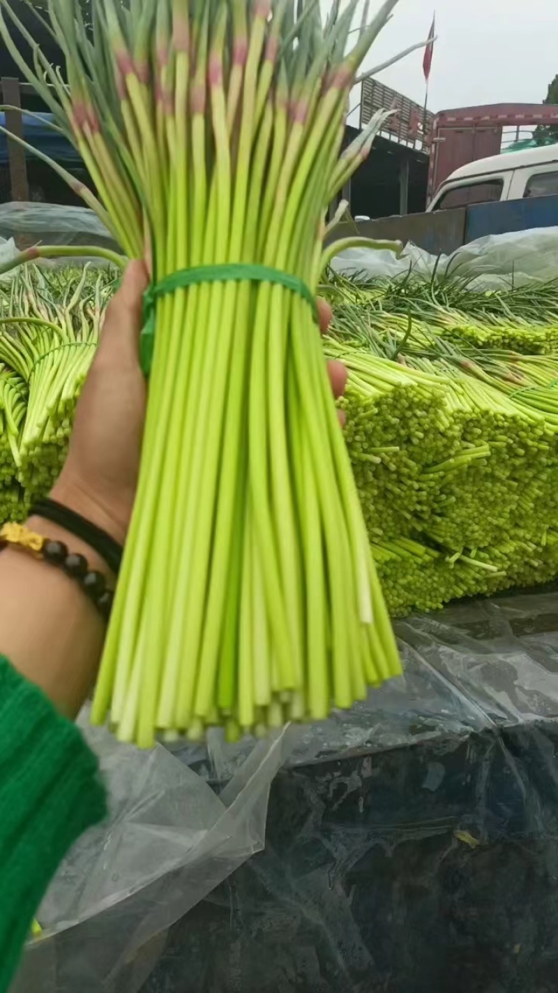 精品红帽蒜苔大量上市基地直发承接食堂酒店市场商超