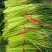 精品红帽蒜苔大量上市基地直发承接食堂酒店市场商超