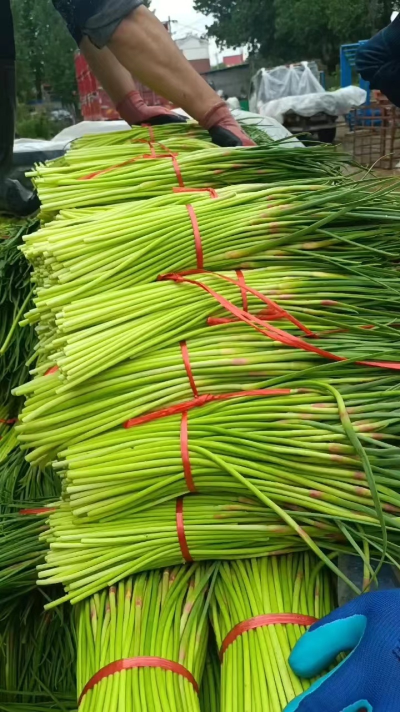 精品红帽蒜苔大量上市基地直发承接食堂酒店市场商超