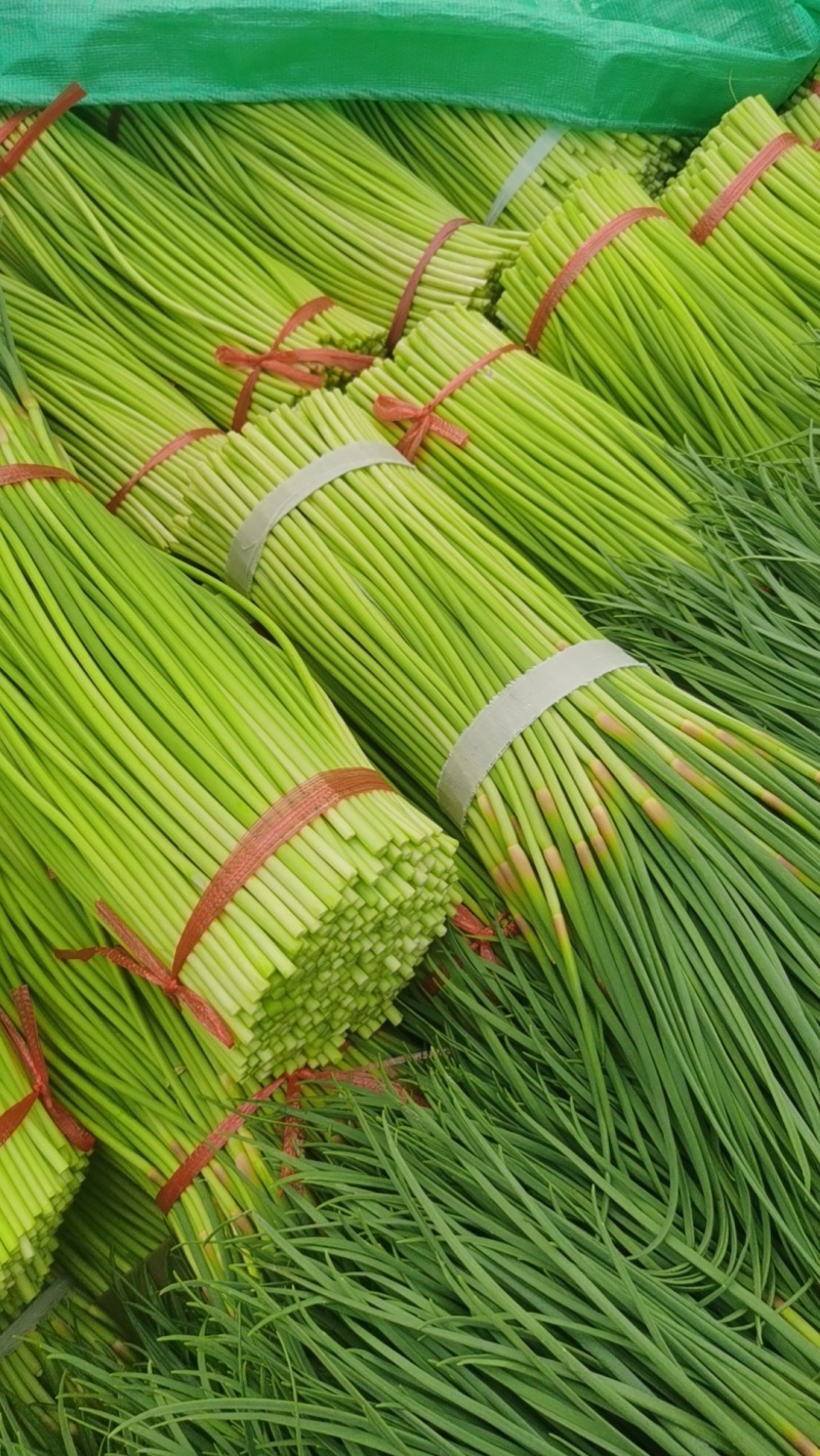 精品红帽蒜苔大量上市基地直发承接食堂酒店市场商超