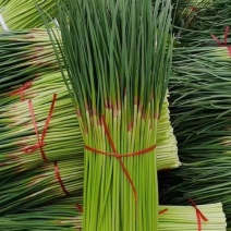 精品红帽蒜苔大量上市基地直发承接食堂酒店市场商超