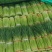 精品红帽蒜苔大量上市基地直发承接食堂酒店市场商超