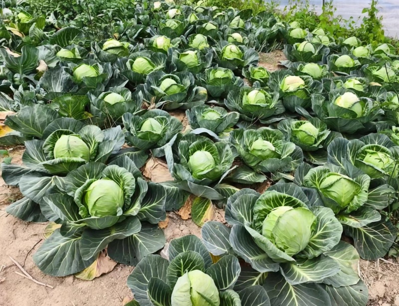 精品甘蓝脆嫩紧实产地直发品质保证支持视频看货来电洽谈选购