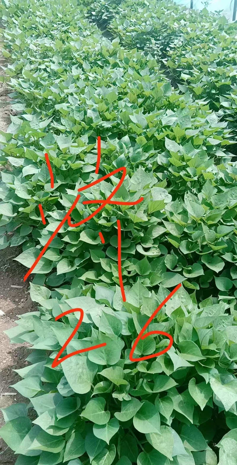 济薯26红薯苗