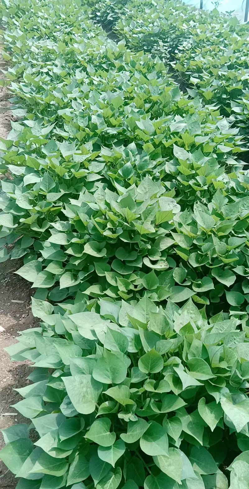 济薯25红薯苗