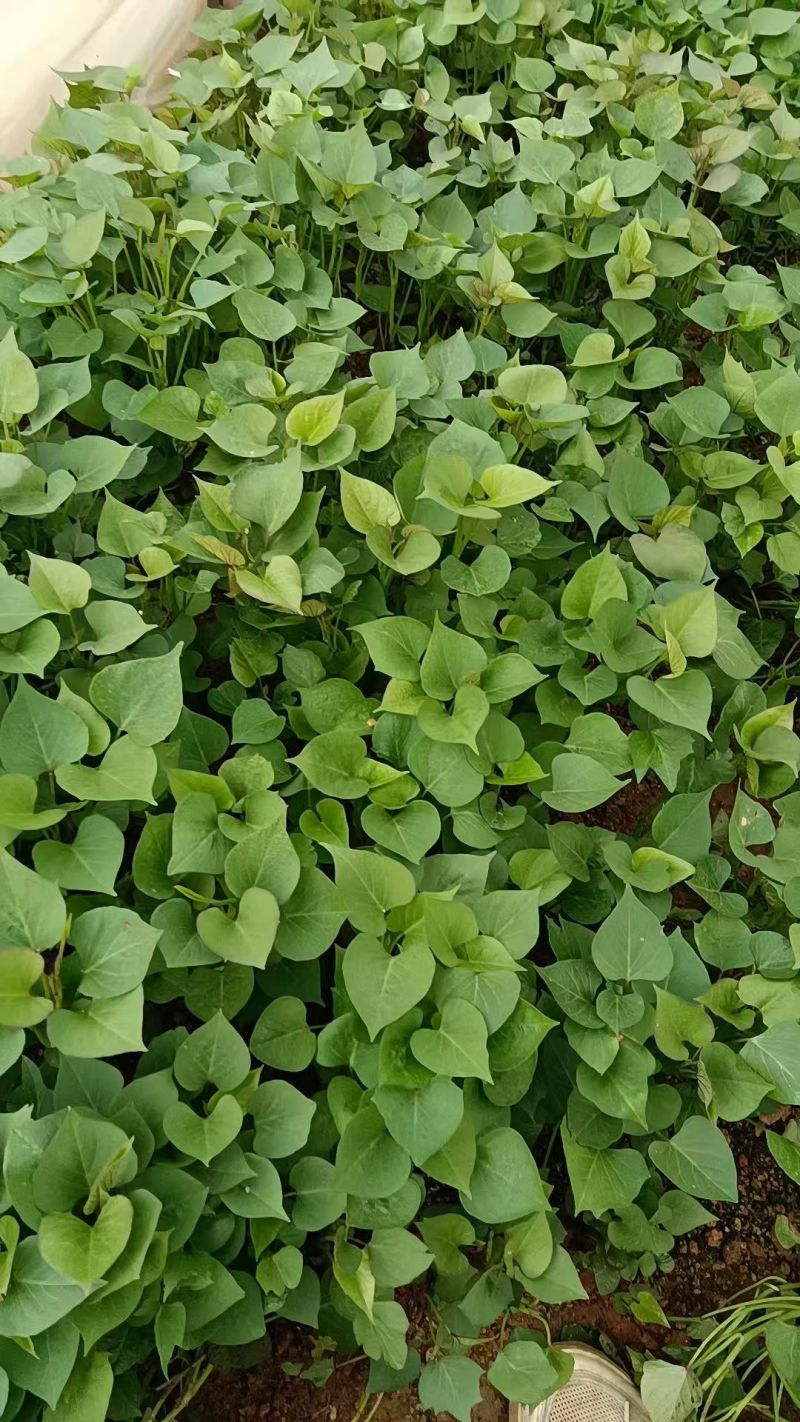 济薯25红薯苗