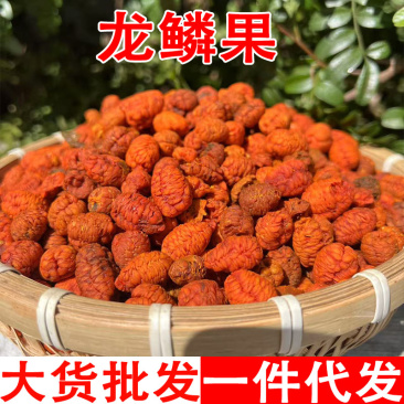 龙麟果栀子仁电商热卖云南山货龙胆果去壳去皮栀子仁源头货源