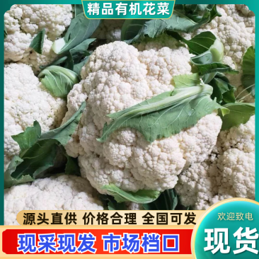 松花菜质量保证大量上市基地直发一手货源协助
